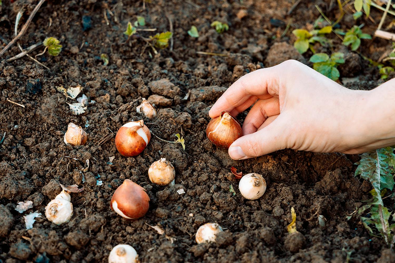 Sette løk i oktober Setting av løk og knoller i hagen i oktober